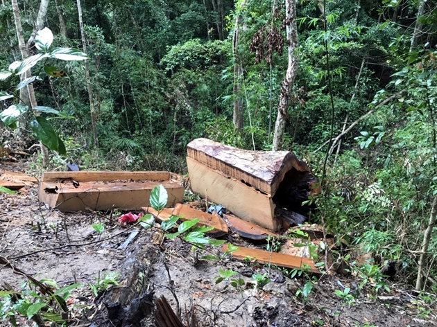 Gia Lai: Bắt nhân viên bảo vệ rừng vì để mất gần 85m3 gỗ