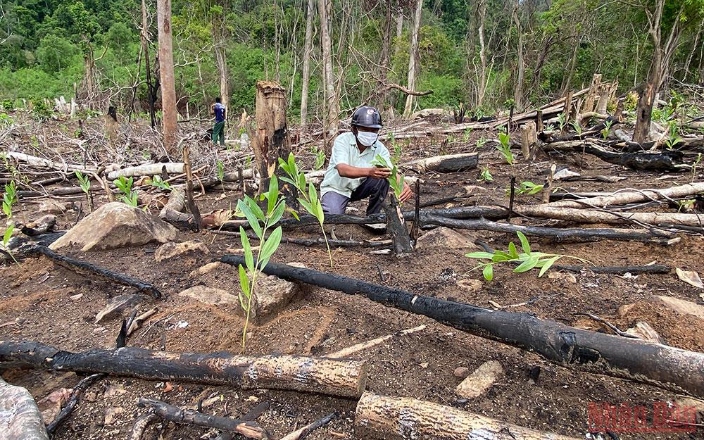Khởi tố thêm 16 đối tượng trong các vụ phá rừng tự nhiên ở Phú Yên