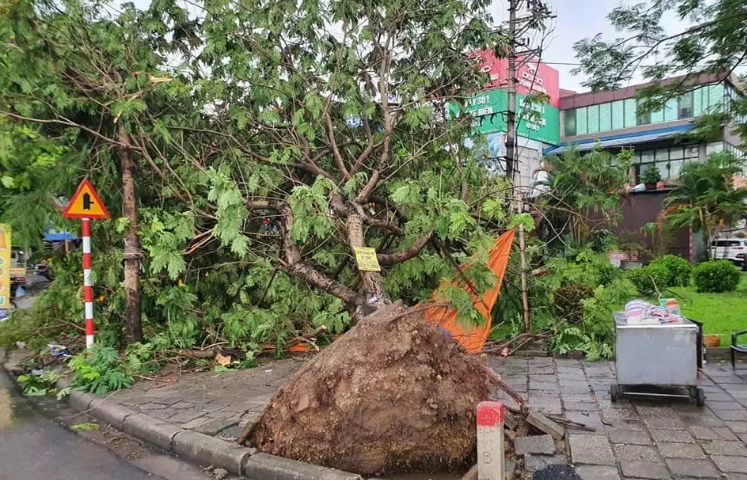 Hải Phòng: Hàng loạt cây xanh bị đổ sau cơn mưa