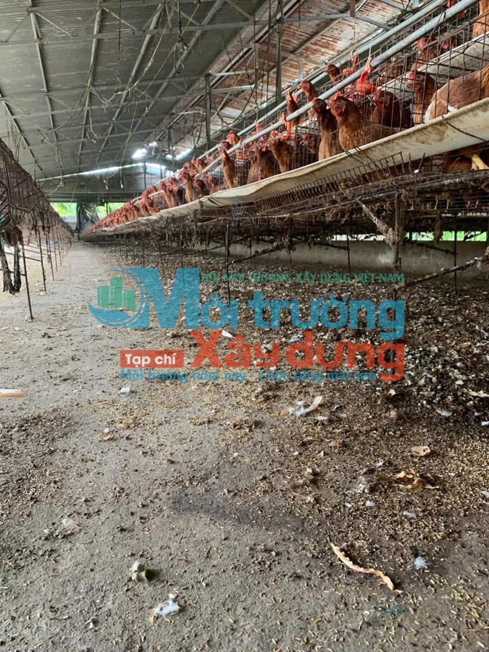 Người dân Cư Êbur phản ánh trại gà phát sinh ruồi, mùi hôi kéo dài