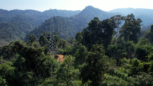 Quảng Nam chỉ đạo điều tra, xử lý nghiêm vụ phá rừng thi công đường dây tải điện