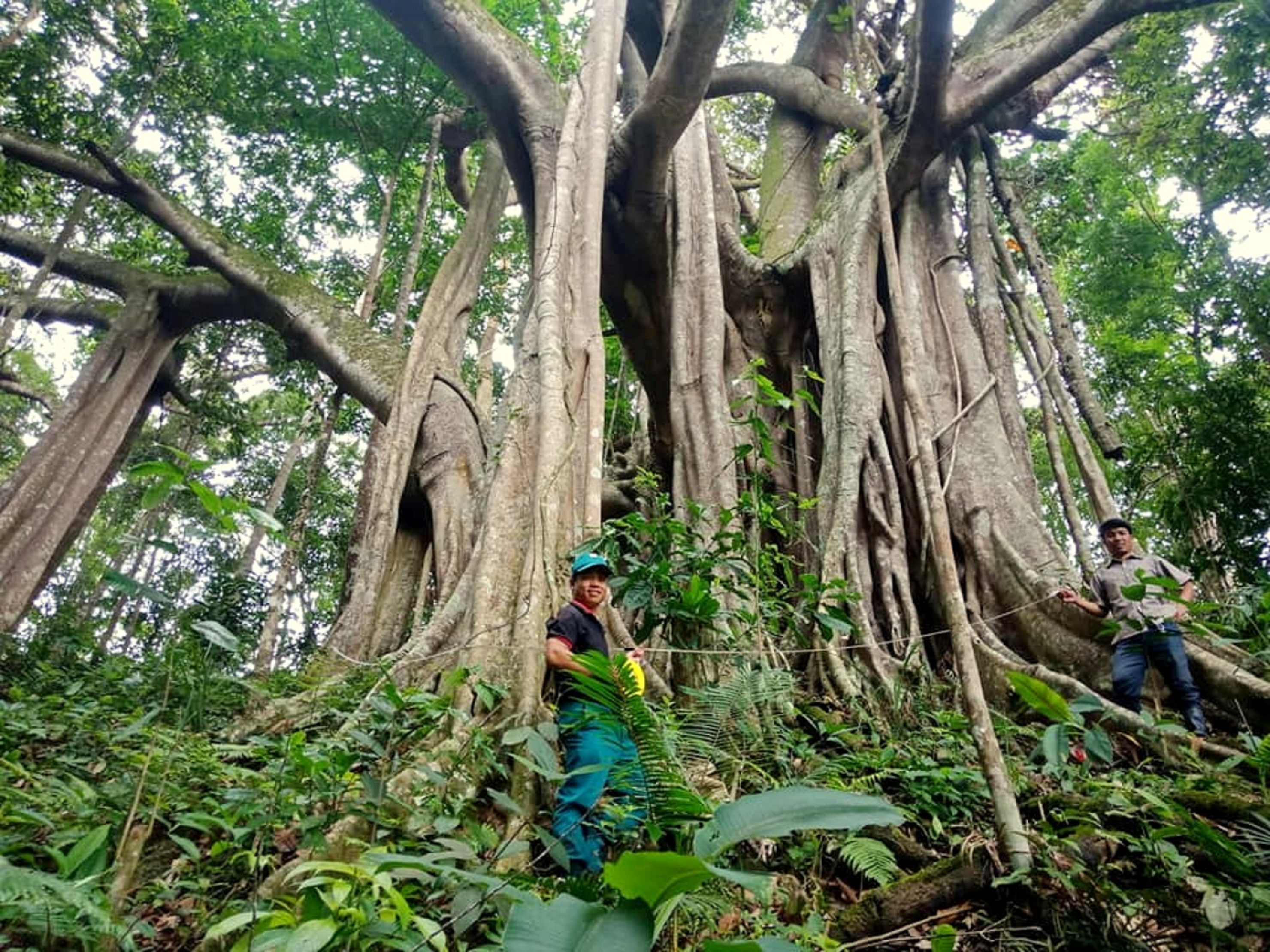 Người Cơ Tu giữ rừng làm du lịch xanh