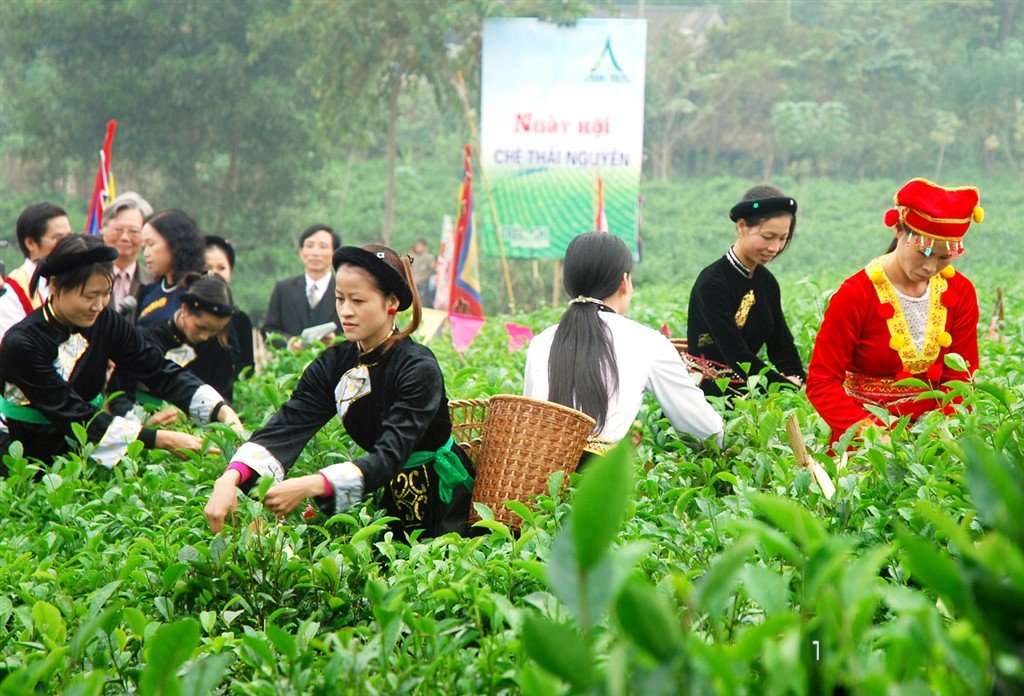 Đại Từ (Thái Nguyên) phát triển nhiều khía cạnh kinh tế từ cây chè