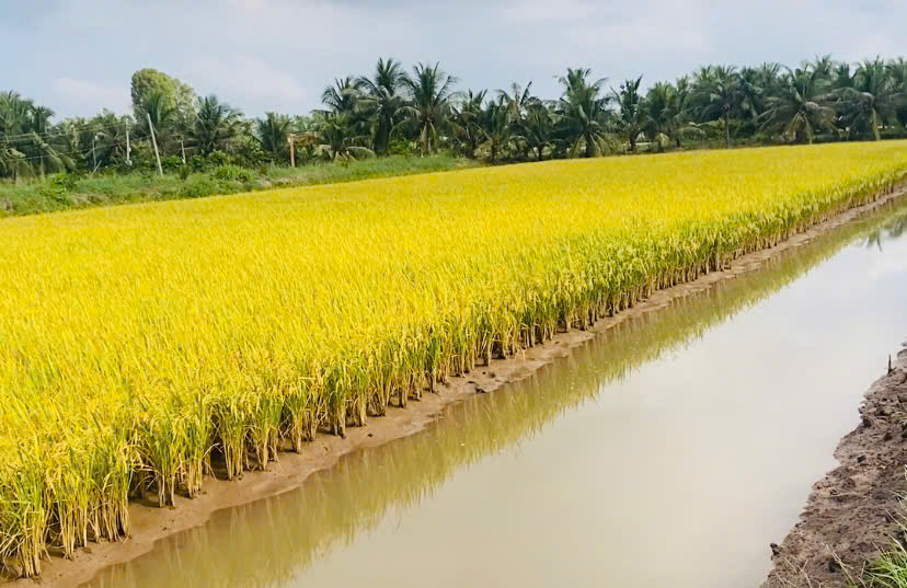 Ươm tôm càng xanh trên bể bạt – thả nuôi trên ruộng lúa: Giải pháp nông nghiệp xanh tạo giá trị kinh tế cao