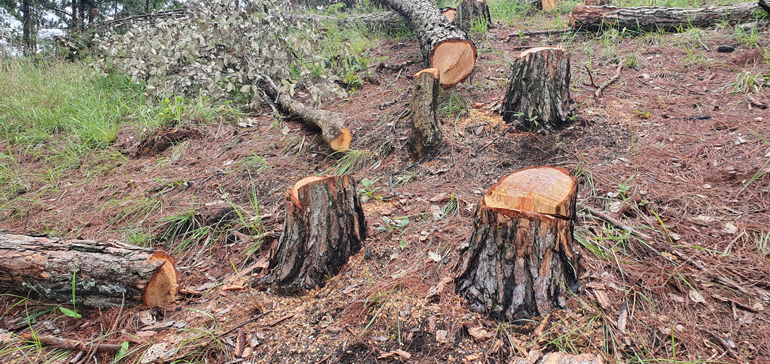 Đà Lạt: Truy tìm thủ phạm triệt hạ hàng trăm gốc thông rừng phòng hộ Lâm Viên