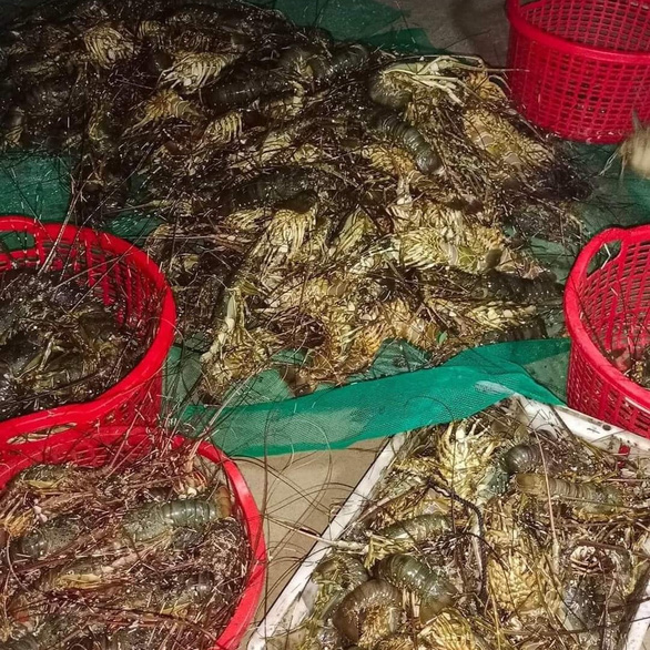 Phú Yên: Tôm hùm và cá chết do ảnh hưởng mưa bão