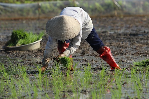 Nghệ An: Để kịp tiến độ người dân thuê người ra đồng cấy lúa bảo vệ vụ Xuân