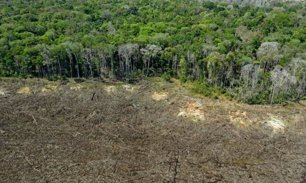 Nạn phá rừng gây ra lượng khí thải cao gấp đôi trong hai thập kỷ