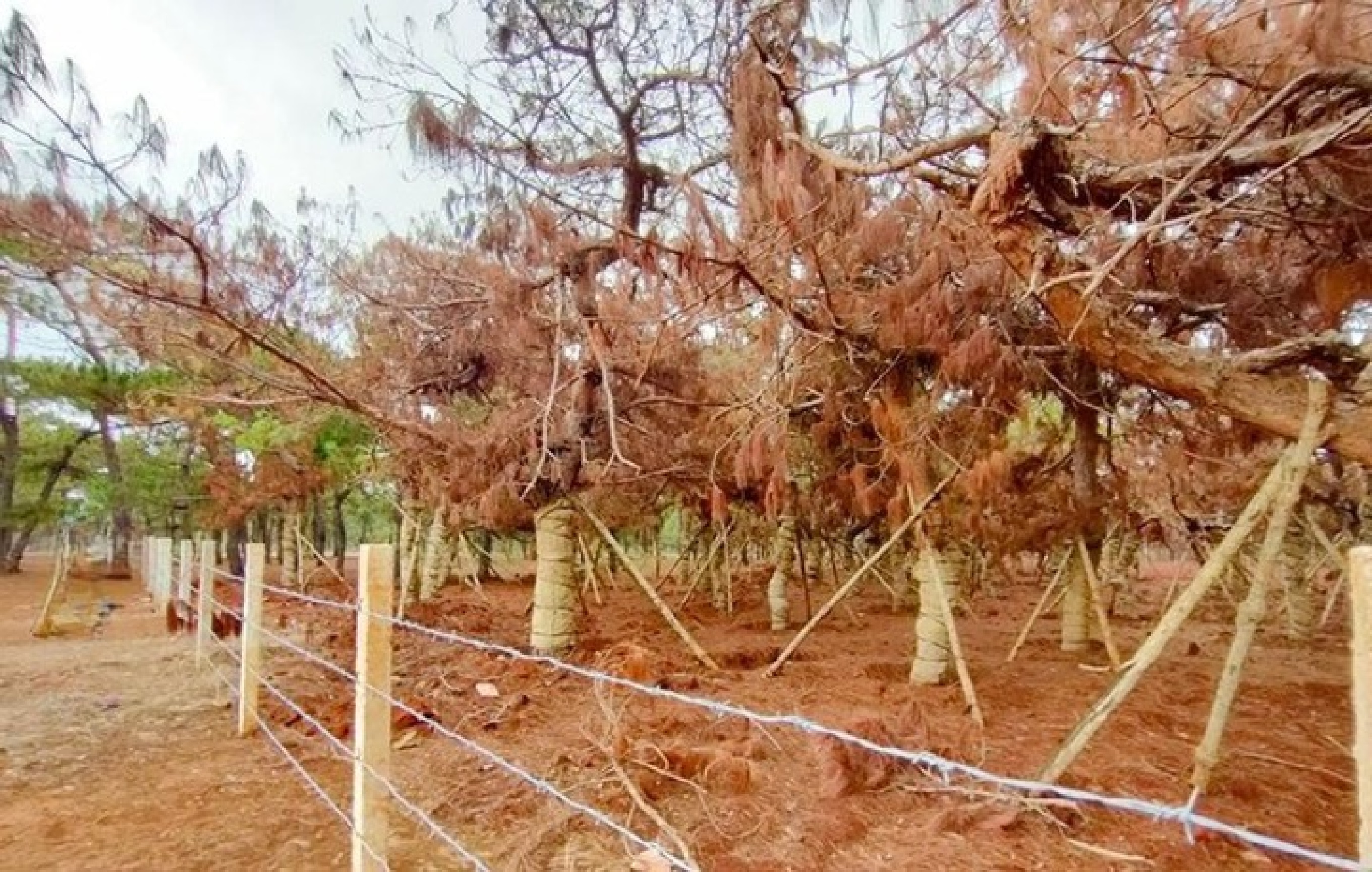 Xót xa hàng trăm cây thông nguy cơ chết khô vì bị di dời nhường chỗ cho dự án sân gofl