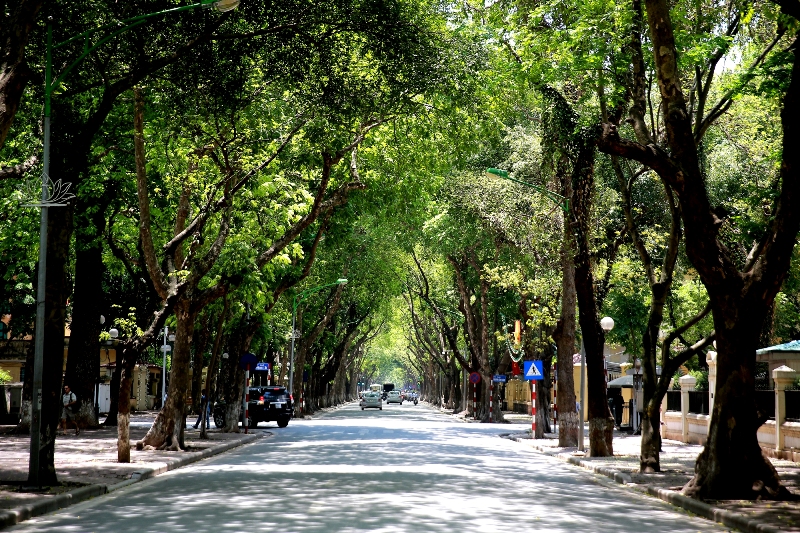 Hà Nội quy định danh mục cây xanh đường phố, bảo đảm an toàn và cảnh quan đô thị