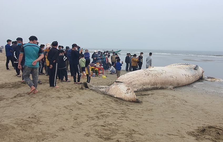 Xác cá voi nặng khoảng 10 tấn dạt vào bờ biển Thanh Hóa