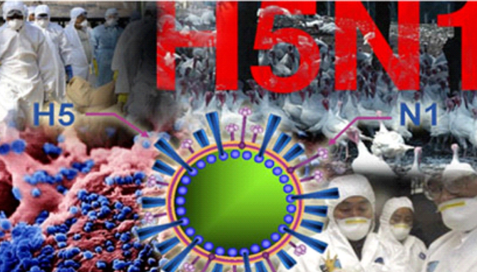Người bị nhiễm cúm A/H5N1 thường tử vong với tỷ lệ cao, Bộ Y tế khuyến cáo 5 biện pháp phòng, chống