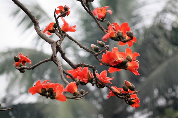 Nhớ mùa hoa gạo!