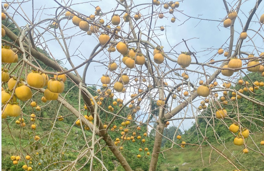  Mộc Châu mùa hồng chín