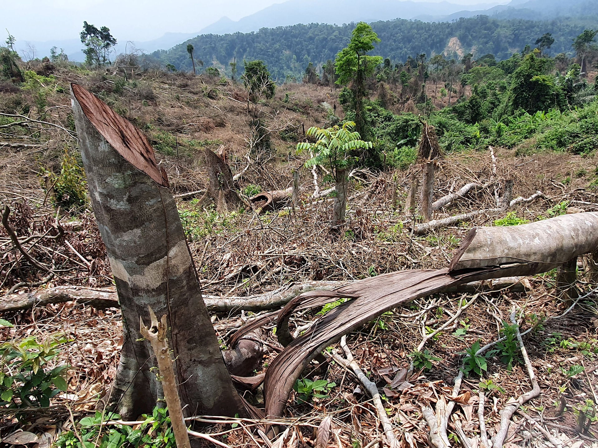 Quảng Trị: Phát hiện vụ phá rừng quy mô lớn
