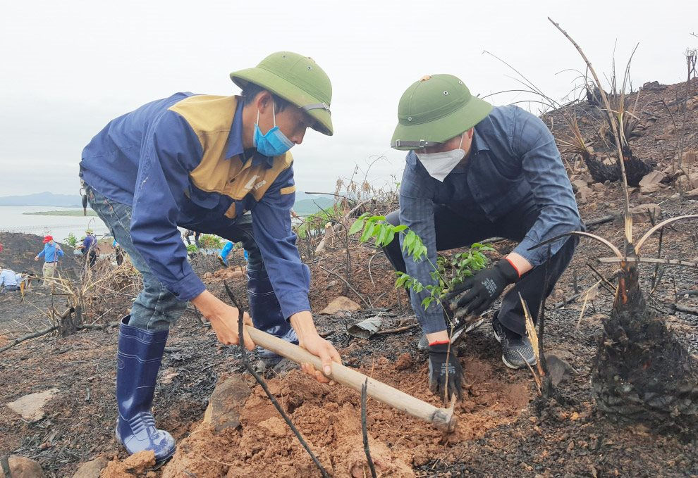 Quảng Ninh: 6 tháng đầu năm tiến độ trồng rừng lim, giổi, lát toàn tỉnh đạt trên 55%