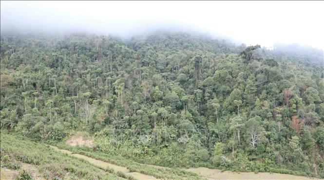 Lâm Đồng: Khẩn trương chi trả 123 tỷ đồng dịch vụ môi trường rừng tồn đọng