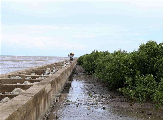 Cà Mau: Cần trên 9.200 tỷ đồng để ứng phó với biến đổi khí hậu