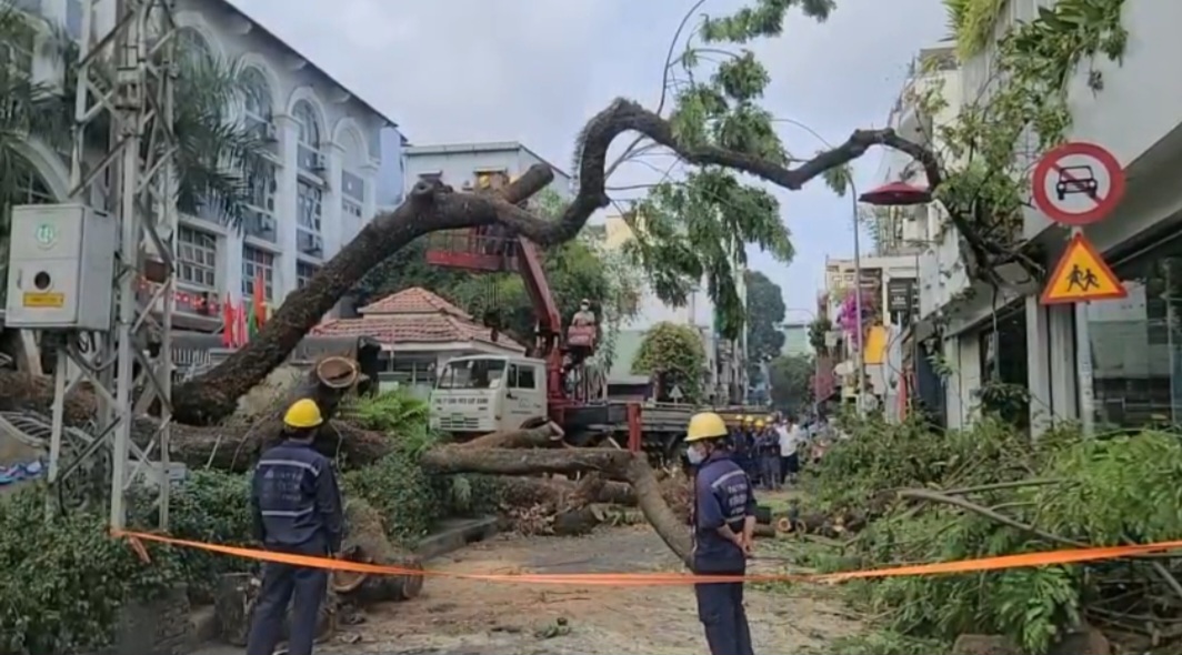 TP Hồ Chí Minh: Yêu cầu các trường rà soát hệ thống cây xanh trong trường