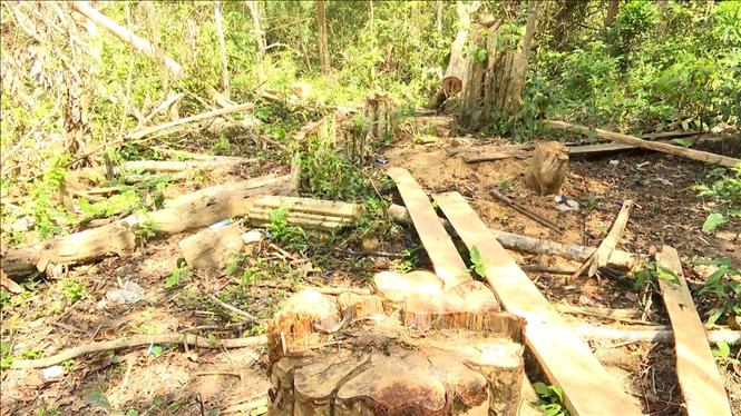Gia Lai: Khởi tố vụ án chặt hạ gần 150 cây rừng