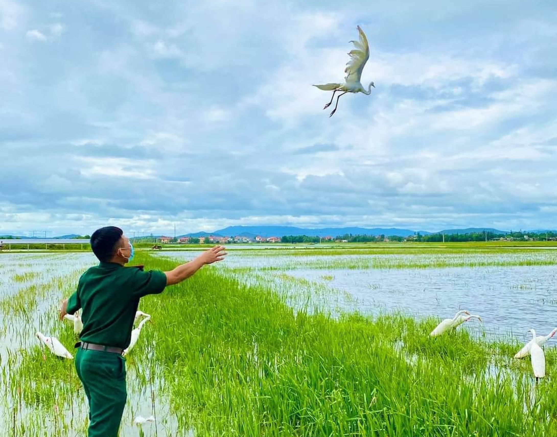 Bầy chim trời trong bất hạnh phóng sinh