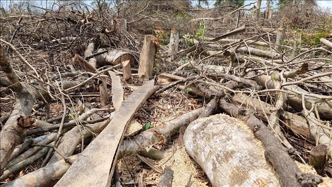 Bảy người bị xử phạt hơn 787 triệu đồng về hành vi phá rừng trái pháp luật