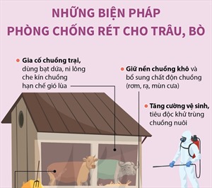 Những biện pháp phòng chống rét cho trâu, bò