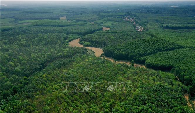 Công bố hiện trạng rừng toàn quốc năm 2022