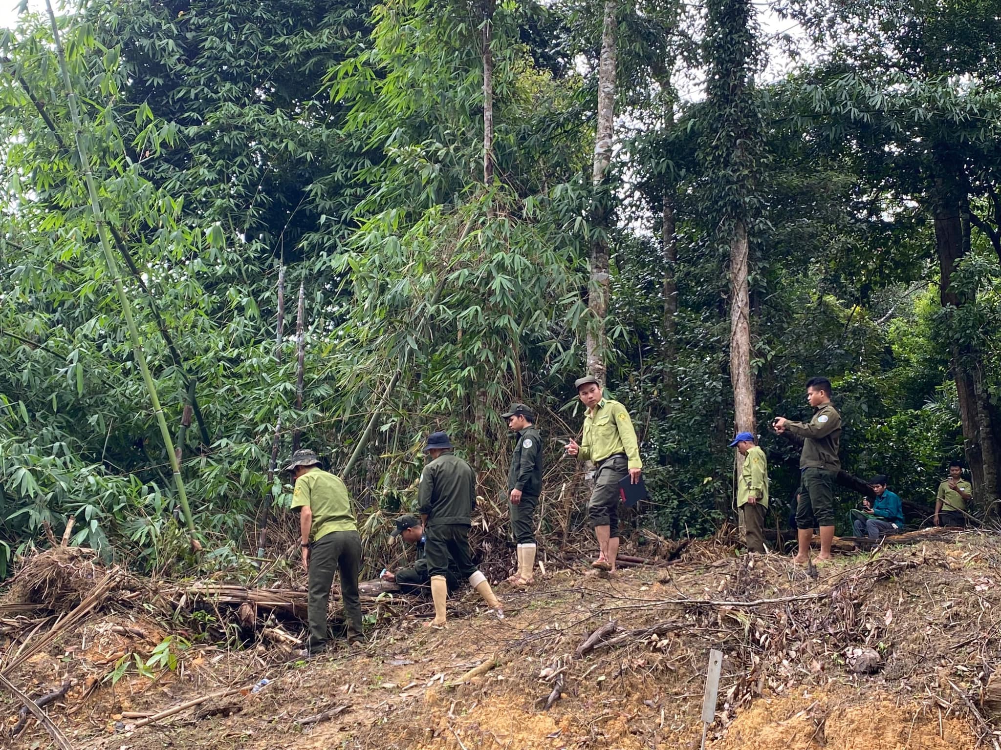 Quảng Nam: Khởi tố nhiều đối tượng phá rừng 