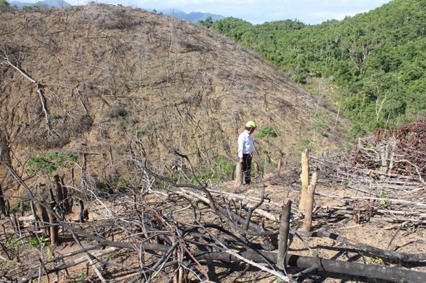 Khởi tố 5 đối tượng liên quan vụ 'tận thu' rừng thông bị cháy