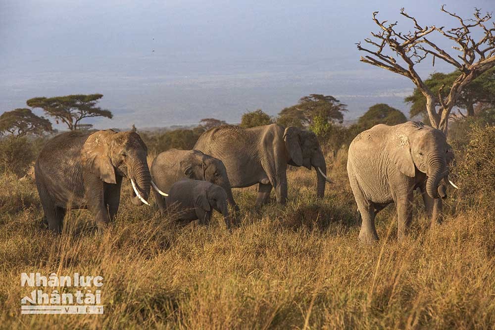 Khám phá thiên đường hoang dã Kenya (Phần 2)