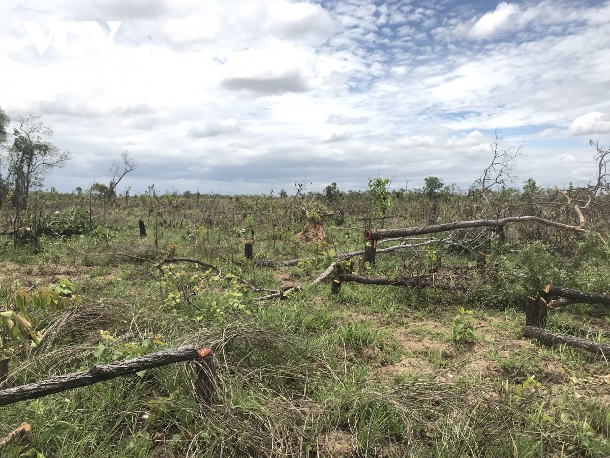Phát hiện vụ phá rừng quy mô lớn ở huyện Ea Súp tỉnh Đắk Lắk