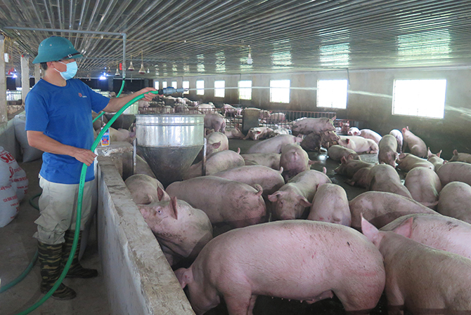 Ô nhiễm môi trường trong chăn nuôi lợn thịt ở Việt Nam và đề xuất  một số giải pháp