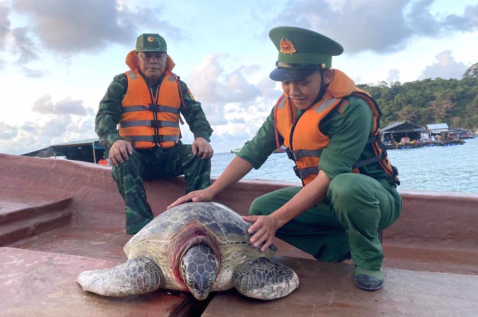 Kiên Giang: Vận động ngư dân thả rùa biển 80 kg về đại dương