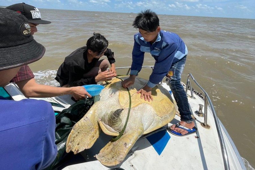 Cà Mau thả cá thể vích nặng 120 kg về biển