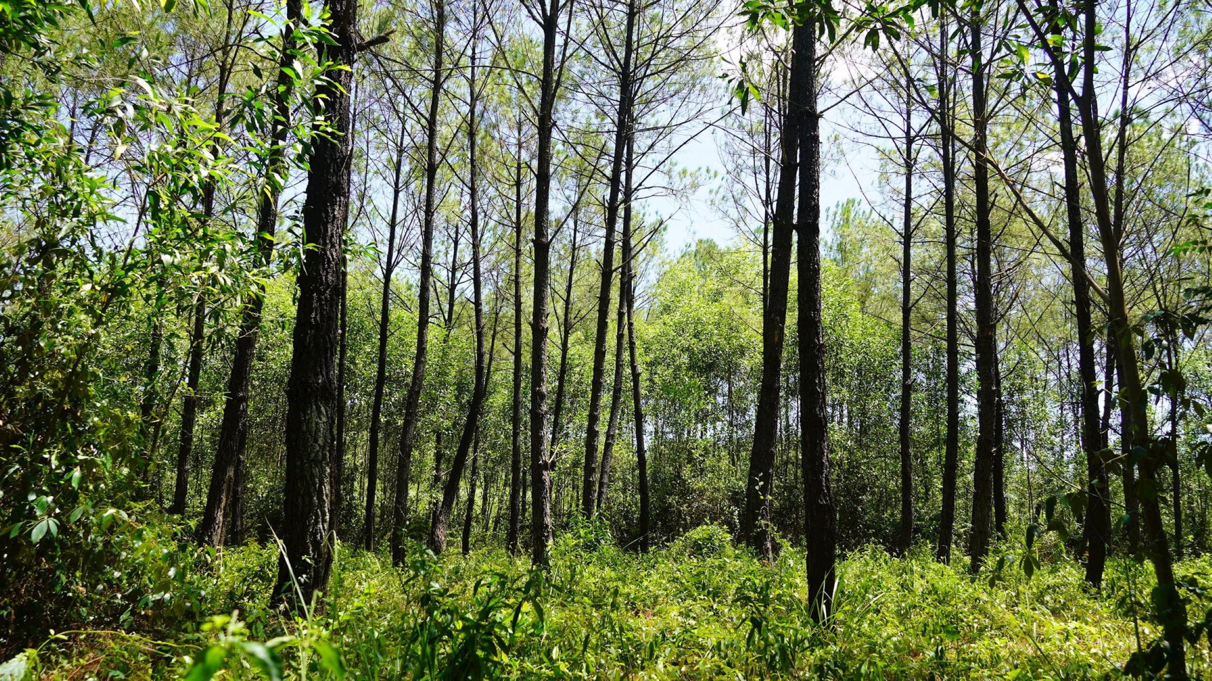 Quảng Trị: Không đốt thực bì trong rừng trồng để giảm phát thải khí CO₂