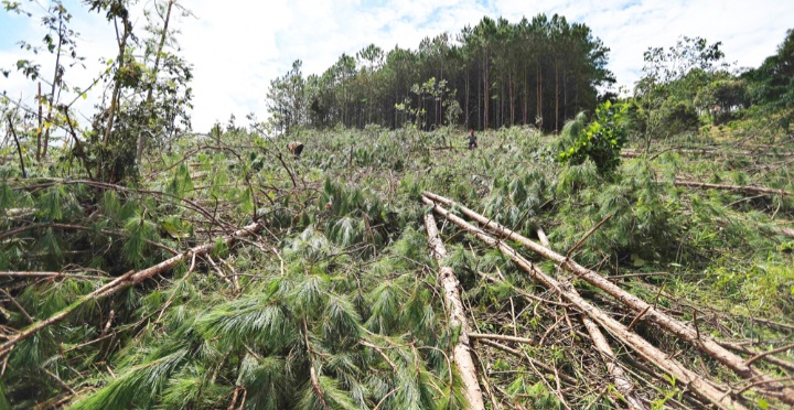 Lâm Đồng: Tạm đình chỉ công tác Chủ tịch xã để xảy ra phá rừng