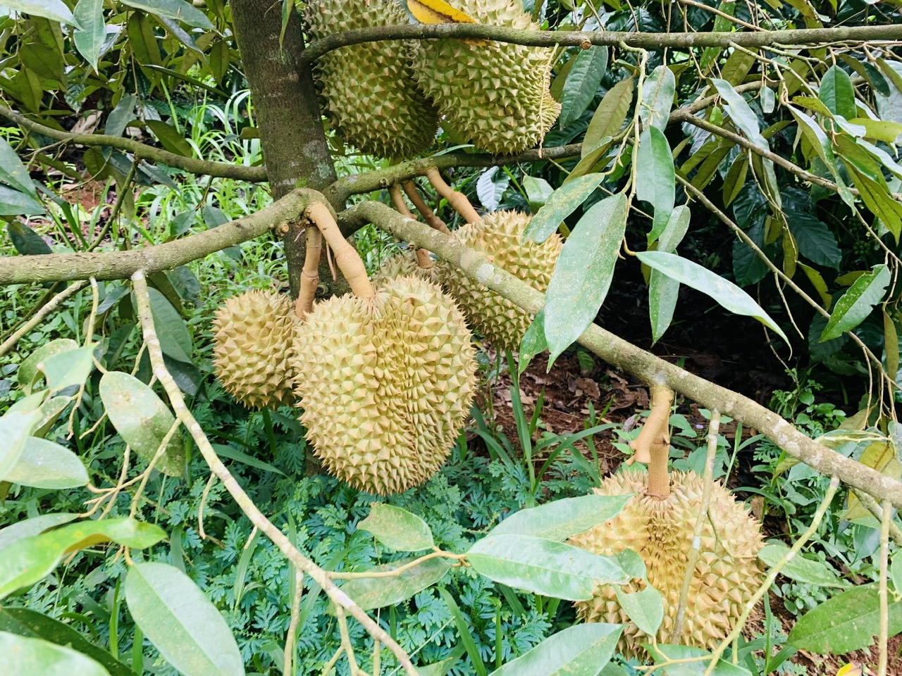 Ứng dụng phân hữu cơ, hệ vi sinh vật có lợi và than sinh học hướng đến nông nghiệp xanh và bền vững 