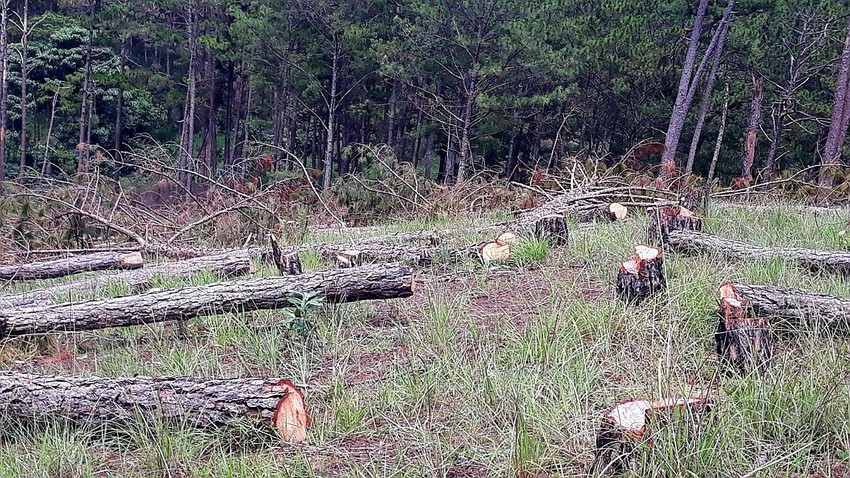 Chủ tịch tỉnh Lâm Đồng chỉ đạo điều tra vụ 400 cây thông ba lá bị triệt hạ