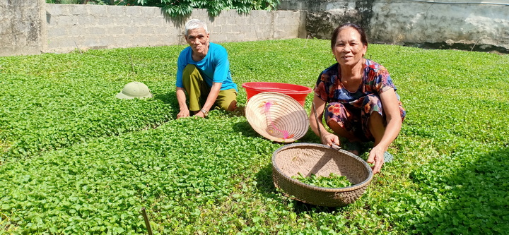 Người thương binh thoát nghèo nhờ cây rau má